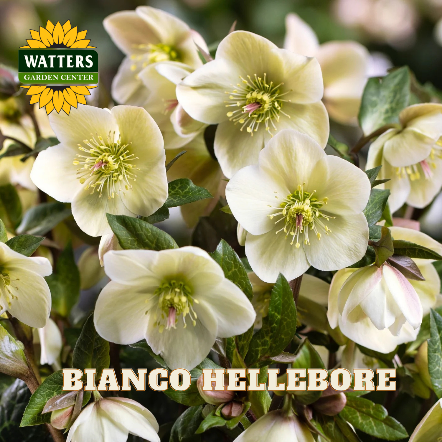 Close-up of white flowers with green centers, labeled 'Bianco Hellebore', on a blurred background with Watters Garden Center branding.
