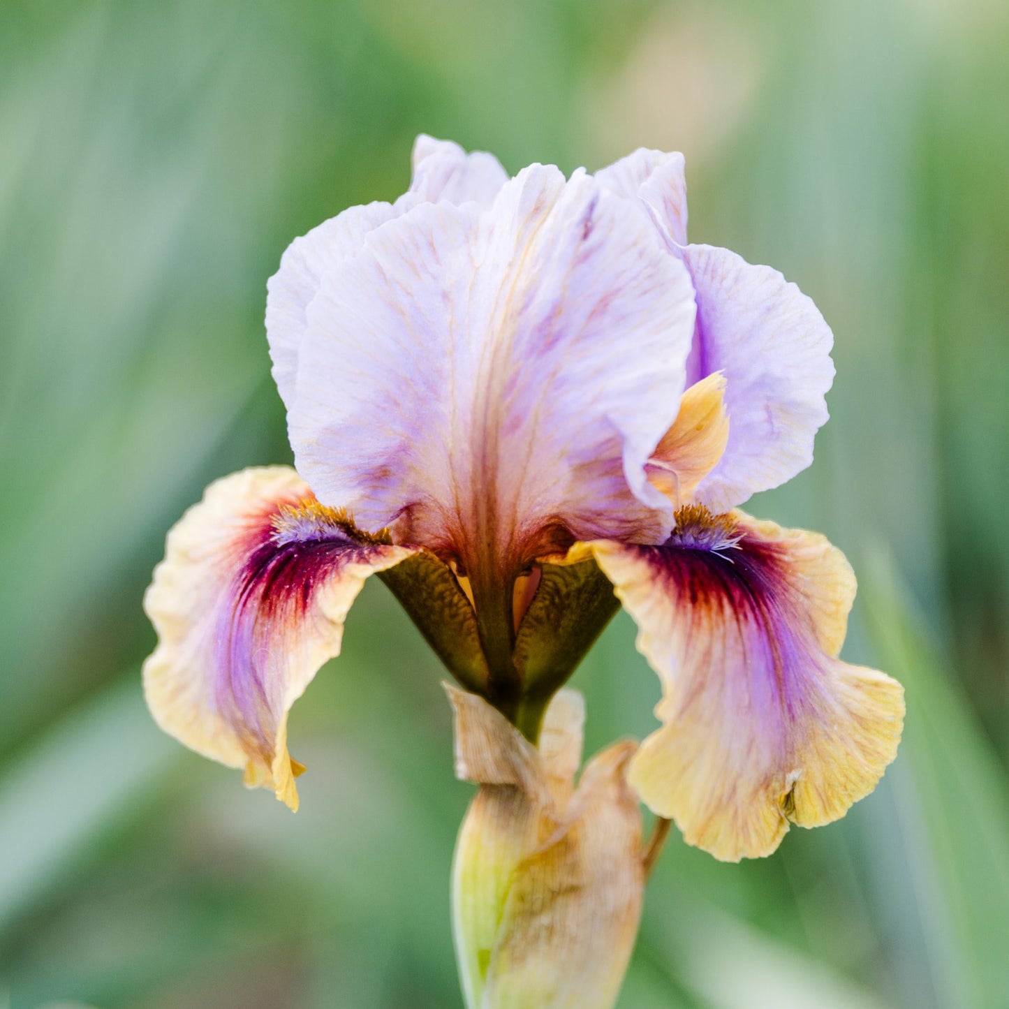 Bearded Iris - Califlora Creative Art (Reblooming)