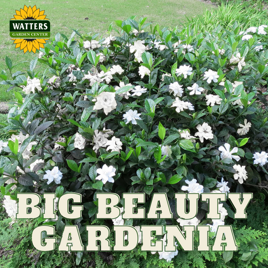 BIG BEAUTY GARDENIA 5gal