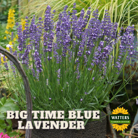 BIG TIME BLUE LAVENDER 1gal