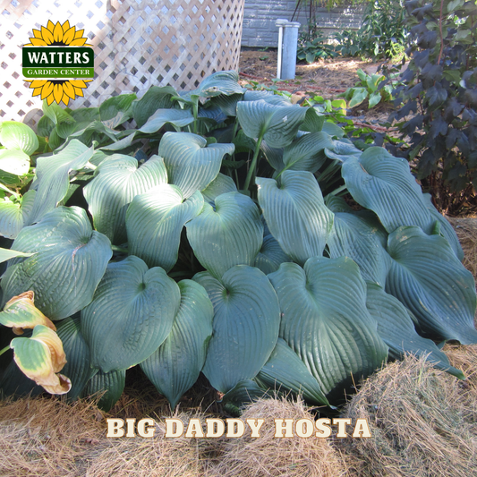 Big Daddy Hosta plant with Watters Garden Center branding in the background.