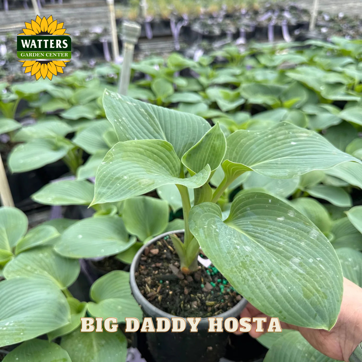 Potted plant labeled 'Big Daddy Hosta' with Watters Garden Center branding.
