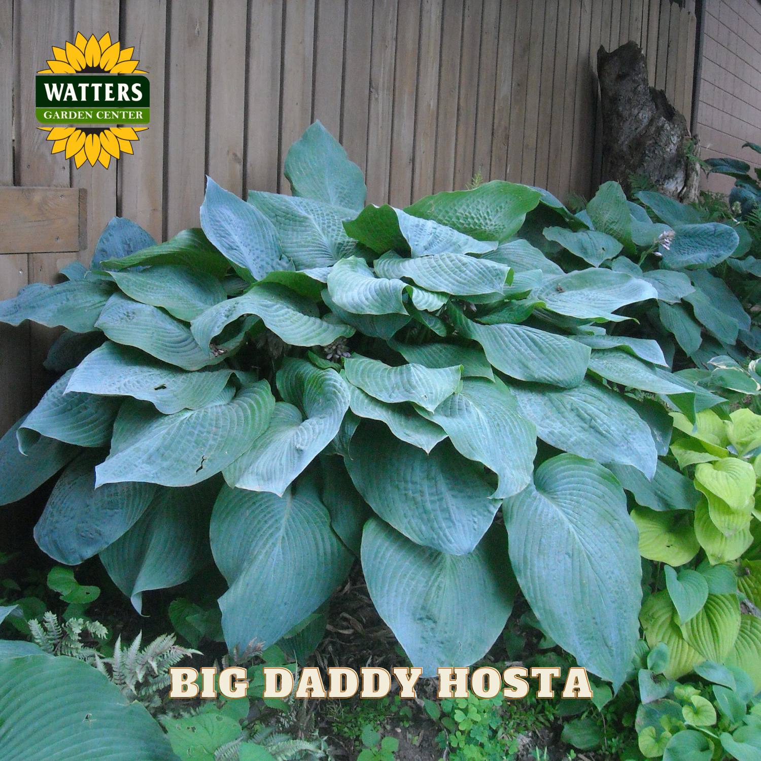 Large green hosta plant with 'Watters Garden Center' logo in the corner.