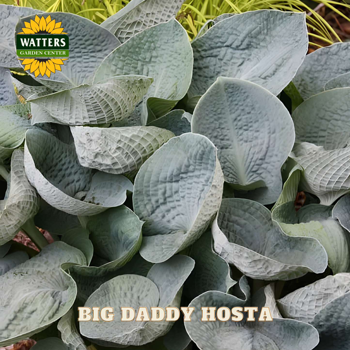Close-up of 'Big Daddy Hosta' with Watters Garden Center logo.