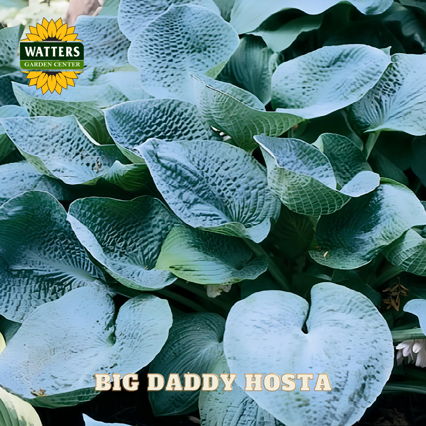 Close-up of 'Big Daddy Hosta' with Watters Garden Center logo.