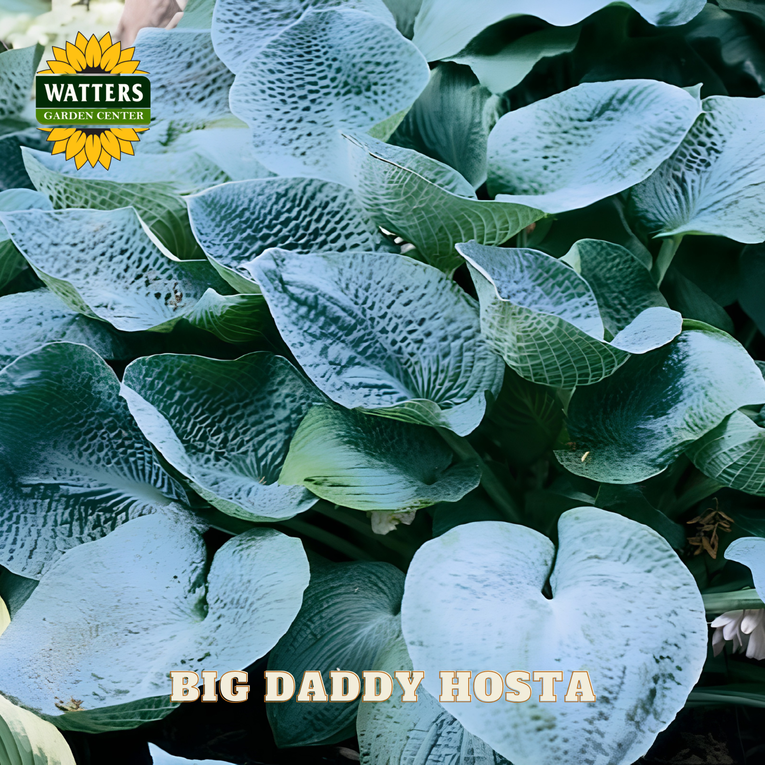 Close-up of 'Big Daddy Hosta' with Watters Garden Center logo.