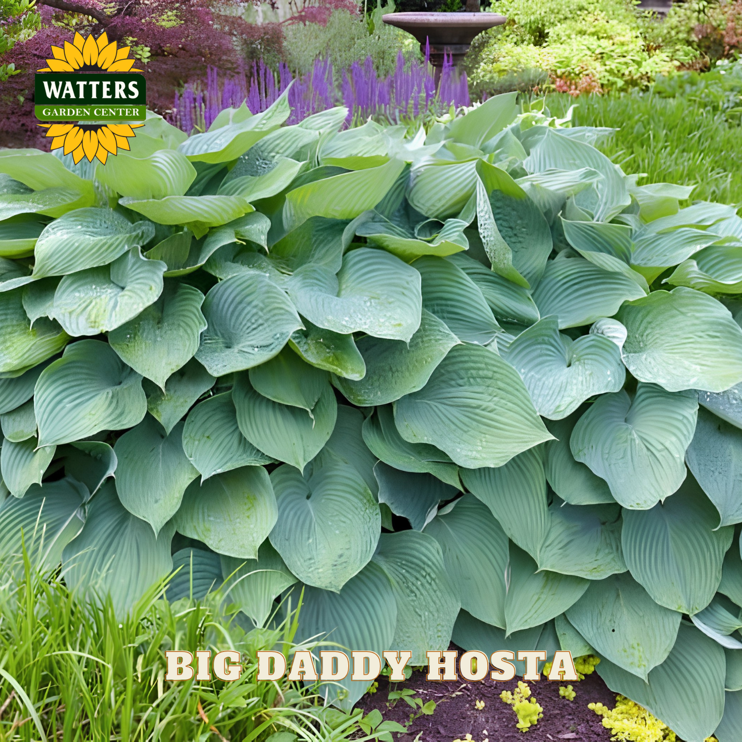 Big Daddy Hosta plants with Watters Garden Center branding in a garden setting.
