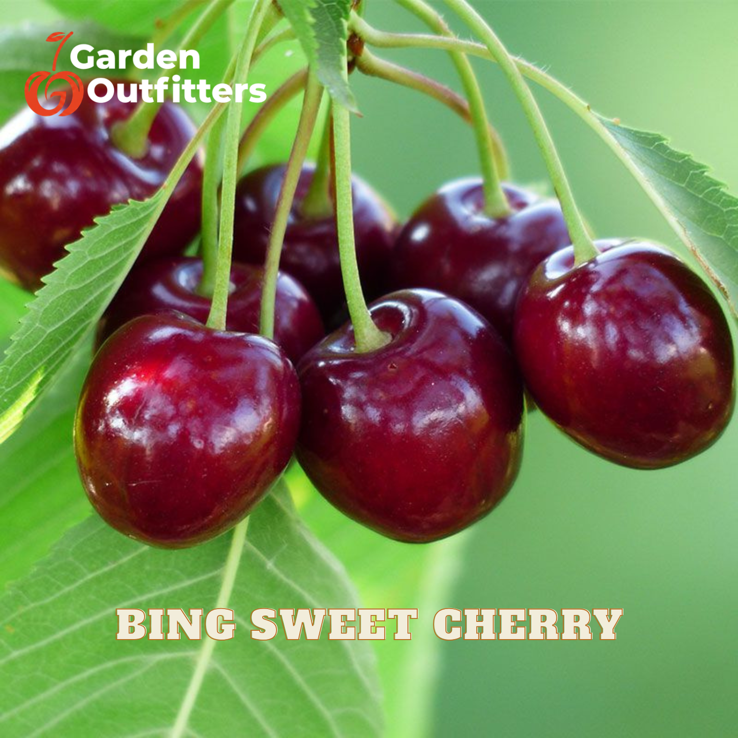 Closeup of Bring Cherries on stem with green background and Garden Outfitters branding.