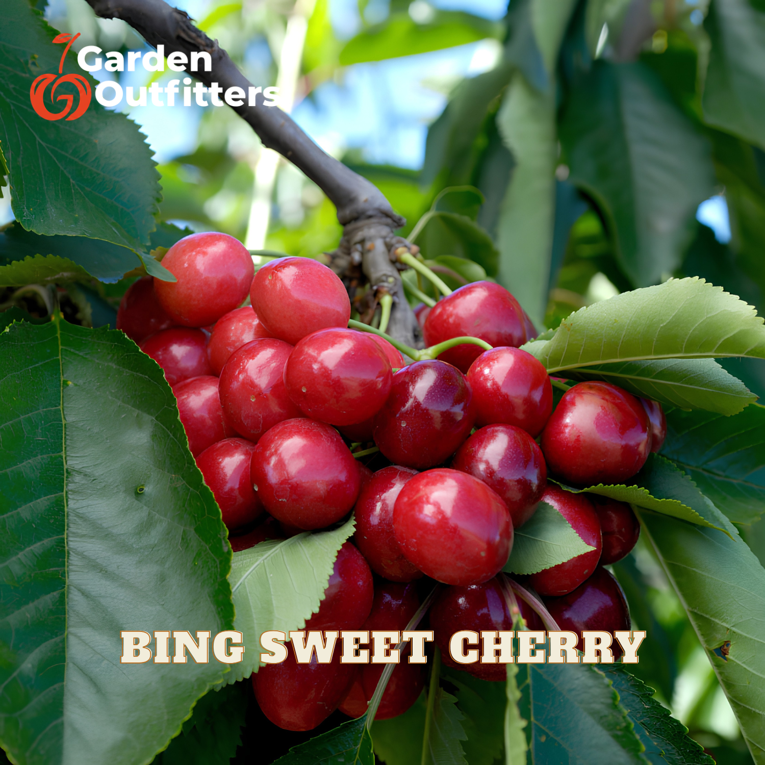 A close-up of a cluster of ripe, red cherries hanging from a branch with green leaves. The text 'BING SWEET CHERRY' is overlaid at the bottom, and the 'Garden Outfitters' logo is in the top left corner.