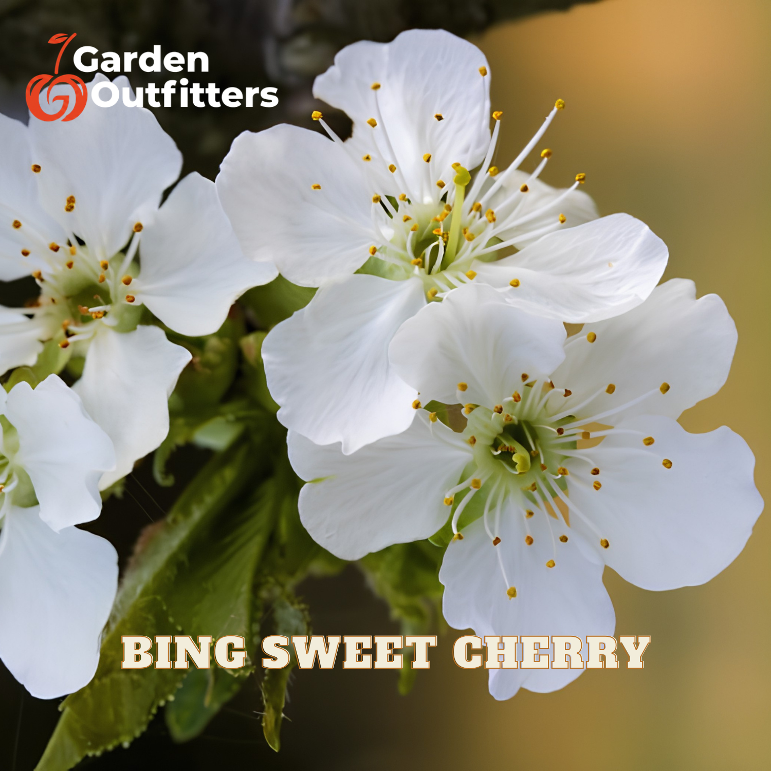 White cherry blossoms with green leaves and yellow stamens, with the text 'BING SWEET CHERRY' and a Garden Outfitters logo.