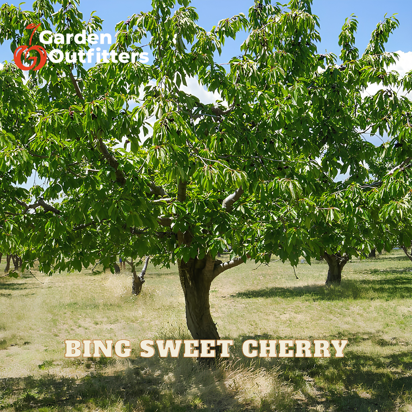 A large green cherry tree in an orchard with grass and blue sky, with the text 'BING SWEET CHERRY' and a Garden Outfitters logo.
