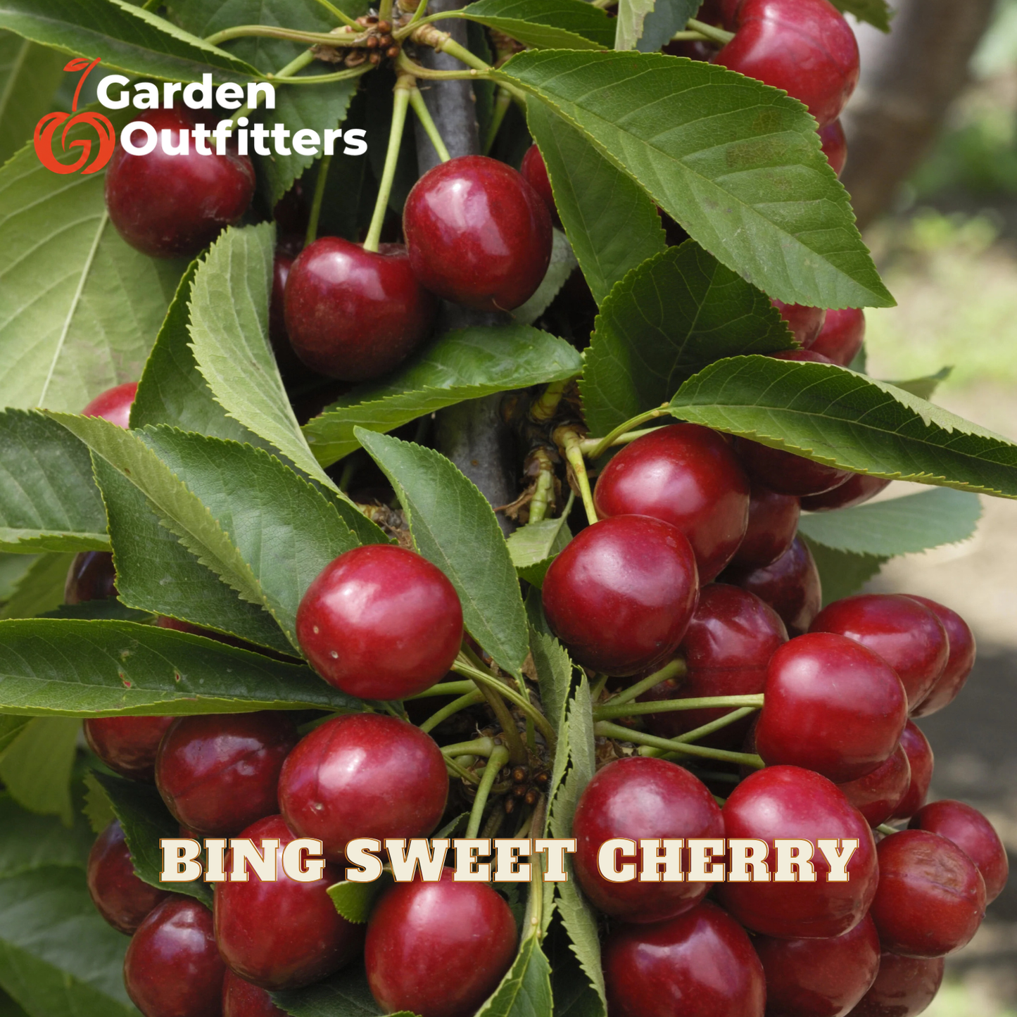 Close-up of a cherry branch with clusters of ripe red cherries and green leaves, with the text 'BING SWEET CHERRY' and a Garden Outfitters logo overlaid.