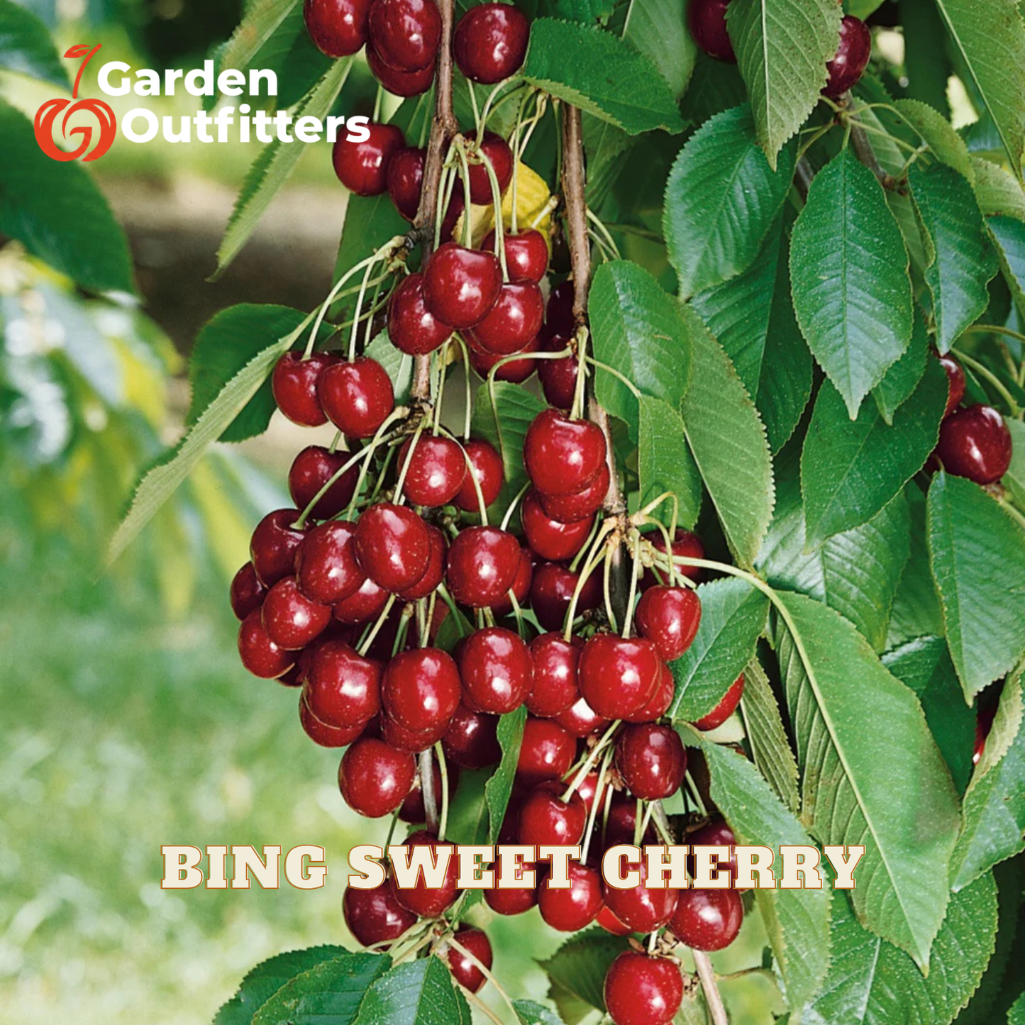 A close-up of a cherry tree branch laden with clusters of ripe, glossy red cherries surrounded by green leaves, with the text 'BING SWEET CHERRY' and a 'Garden Outfitters' logo overlaid.