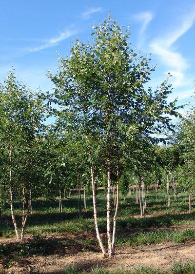 WHITESPIRE BIRCH T10gal