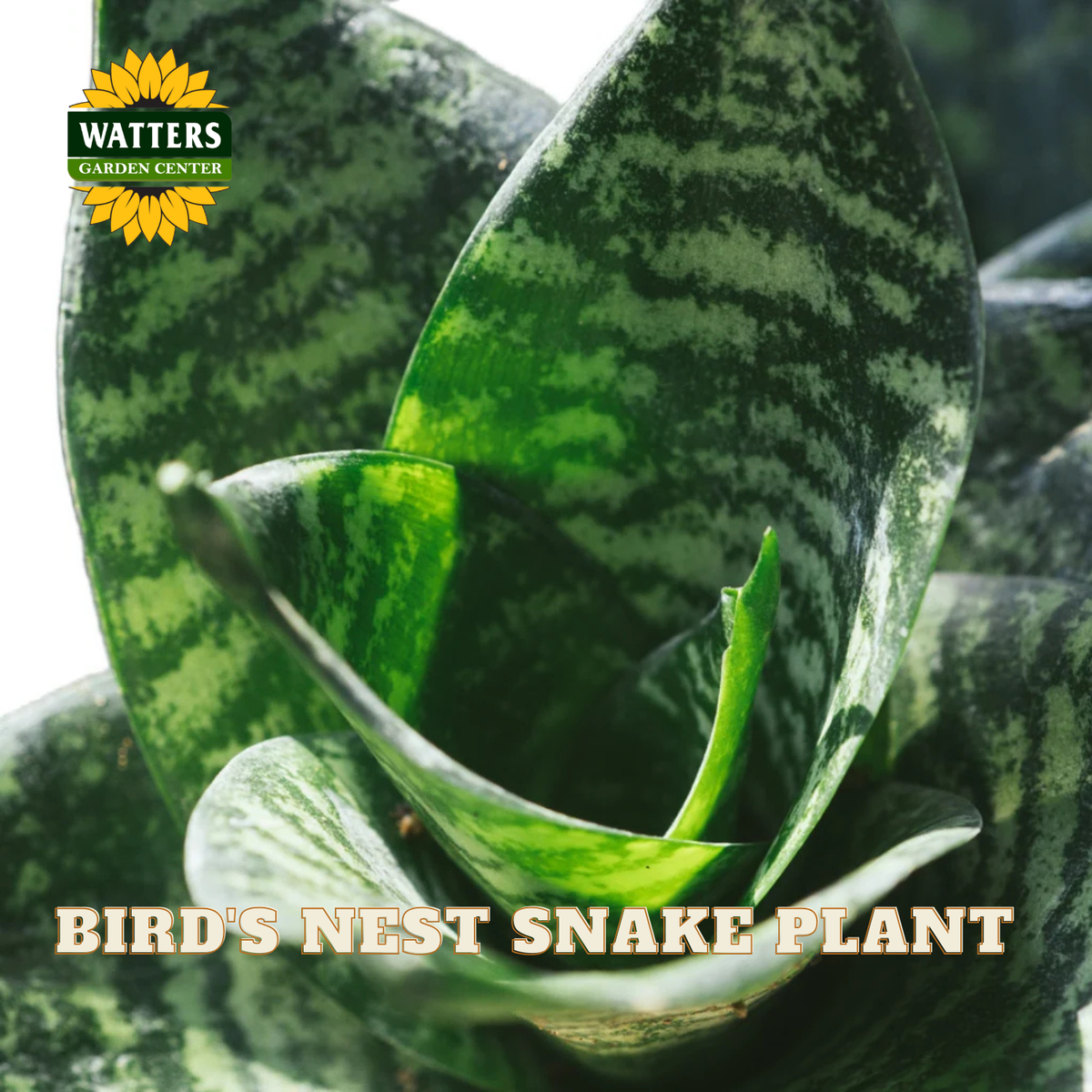 Close-up of a Bird's Nest Snake Plant with green and gray variegated leaves, featuring a Watters Gardens Center logo in the top-left corner and text reading 'BIRD'S NEST SNAKE PLANT' at the bottom.