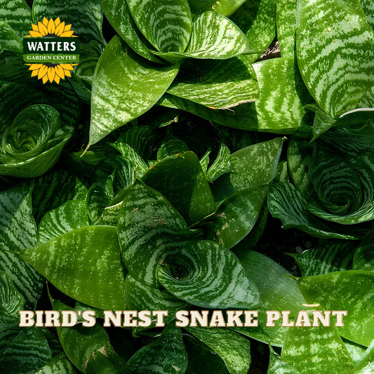 A close-up of a dense cluster of Watters Gardens Center Bird's Nest Snake Plant leaves, showing their characteristic green and white variegated rosette pattern, with text overlays at the top and bottom.