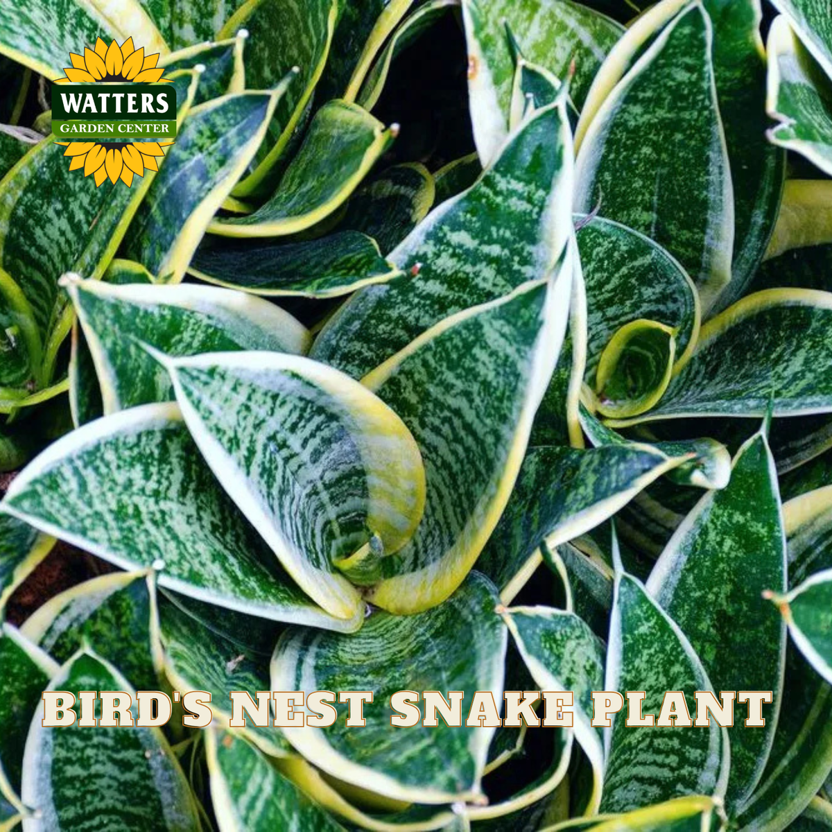 Close-up of a Bird's Nest Snake Plant with variegated green, yellow, and white leaves, featuring a Watters Gardens Center logo in the top left and text reading 'BIRD'S NEST SNAKE PLANT' at the bottom.