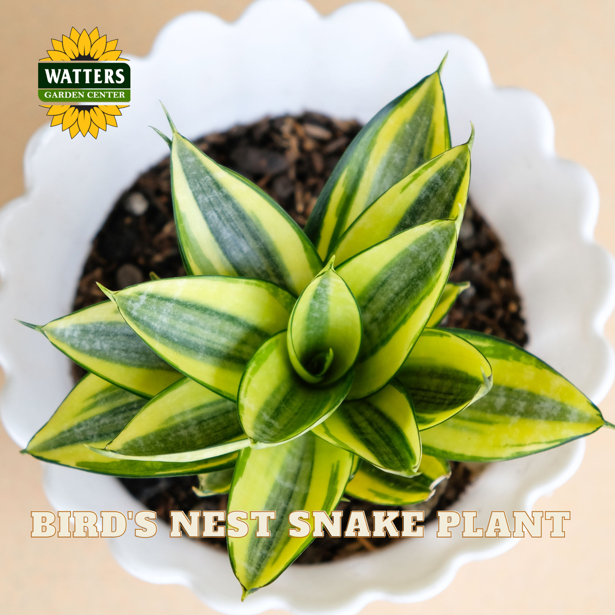 A potted Bird's Nest Snake Plant (Sansevieria trifasciata 'Piperacea') with variegated green and yellow leaves, shown in a white scalloped ceramic pot with soil. The Watters Gardens Center logo is in the top-left corner, and 'BIRD'S NEST SNAKE PLANT' is written at the bottom.