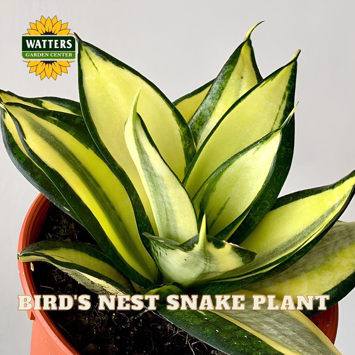 A potted Bird's Nest Snake Plant (Sansevieria cyanea 'Bird's Nest') with variegated green and yellow leaves, shown in a terracotta pot against a light gray background. The Watters Gardens Center logo is visible in the top left, and text at the bottom reads 'BIRD'S NEST SNAKE PLANT'.