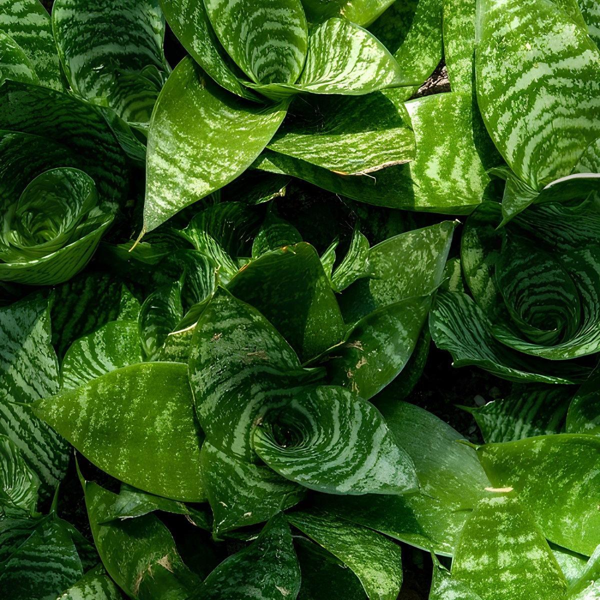 Close-up of a dense cluster of green snake plant leaves with characteristic light green to white variegated stripes.