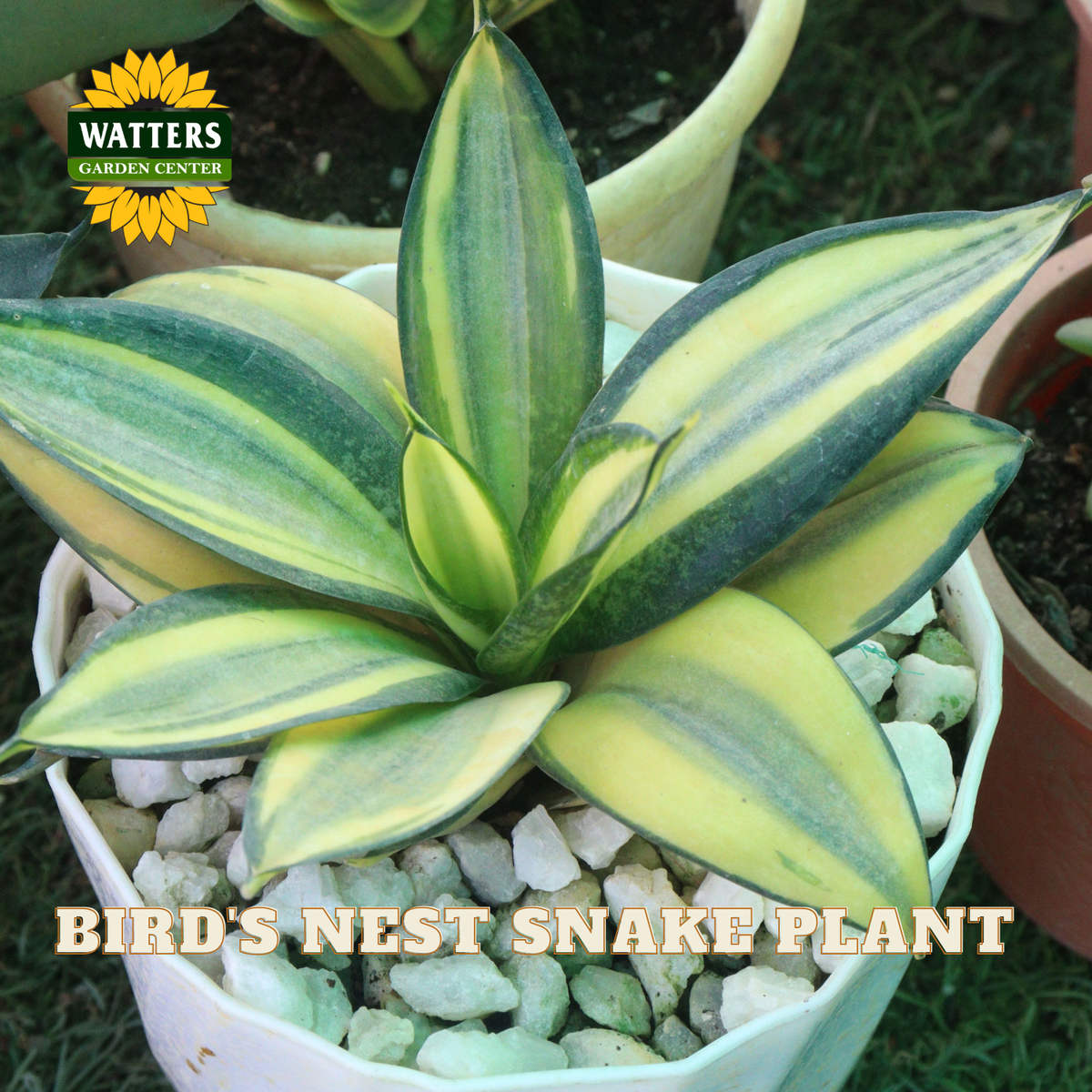 A potted Bird's Nest Snake Plant (Dracaena massangeana 'Margone') with variegated green and yellow leaves, planted in a white pot filled with small white stones. The Watters Gardens Center logo is visible in the top left, and text at the bottom reads 'BIRD'S NEST SNAKE PLANT'.