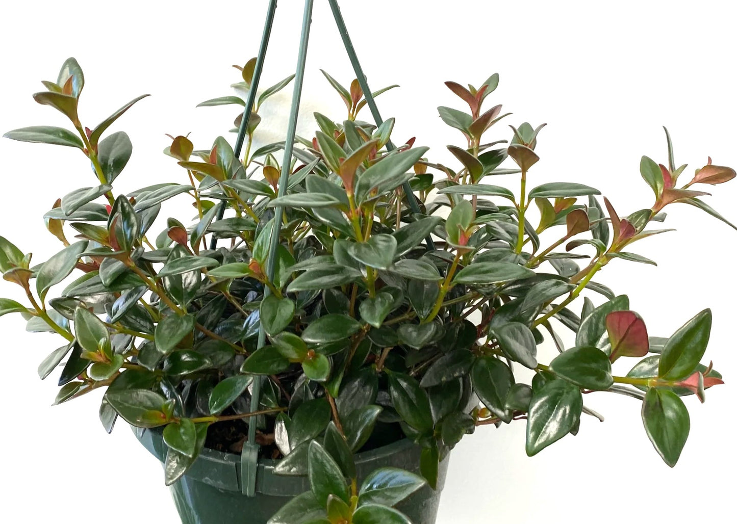 BLACK GOLDFISH PLANT 6in HANGING