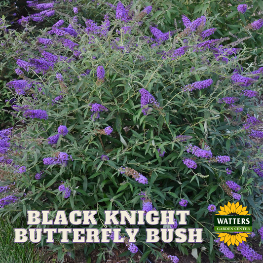 BLACK KNIGHT BUTTERFLY BUSH 3/5gal