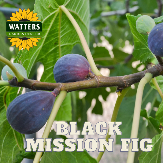 BLACK MISSION FIG 5gal