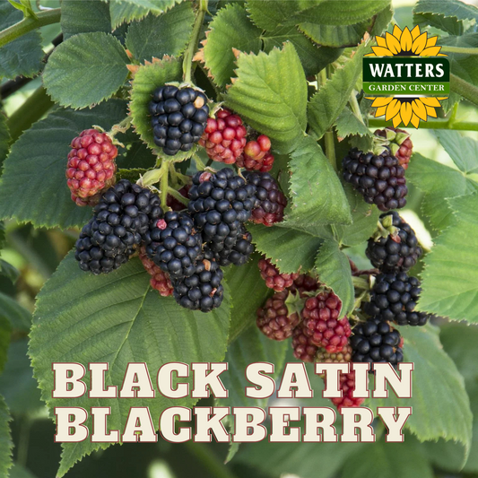 BLACK SATIN BLACKBERRY 1gal