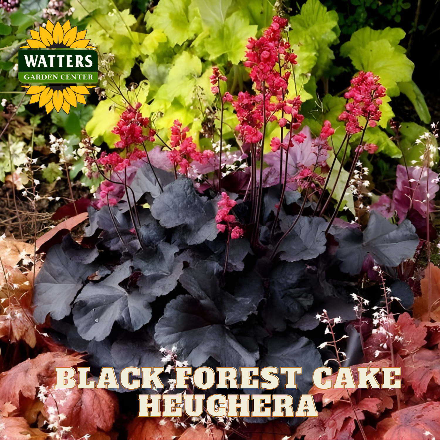 Black Forest Cake Heuchera plant with pink flowers and green foliage, Watters Garden Center logo visible.