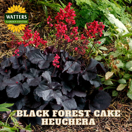 Black forest cake heuchera plant with red flowers and Watters Garden Center logo.