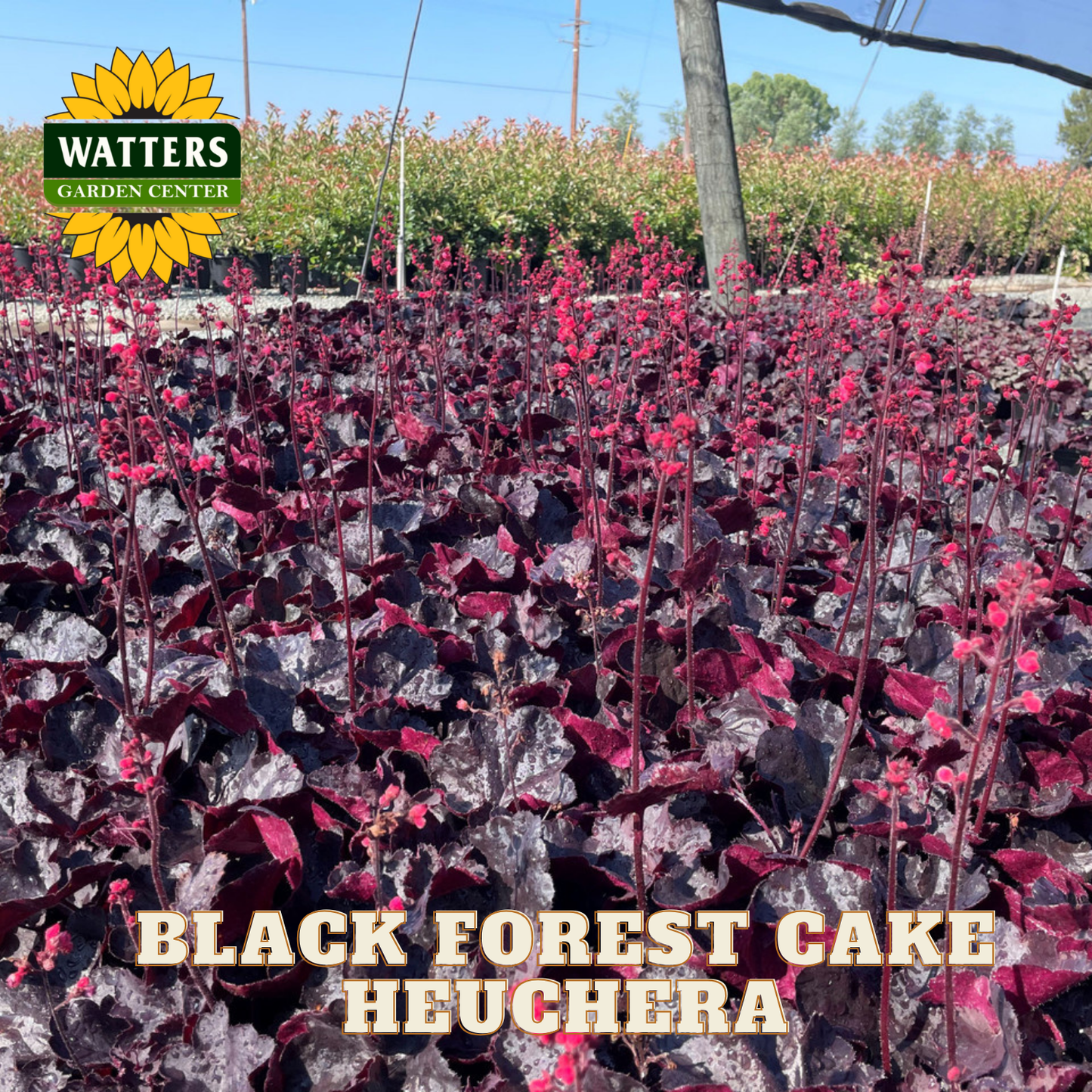 Field of Black Forest Cake Heuchera plants with Watters Garden Center logo.