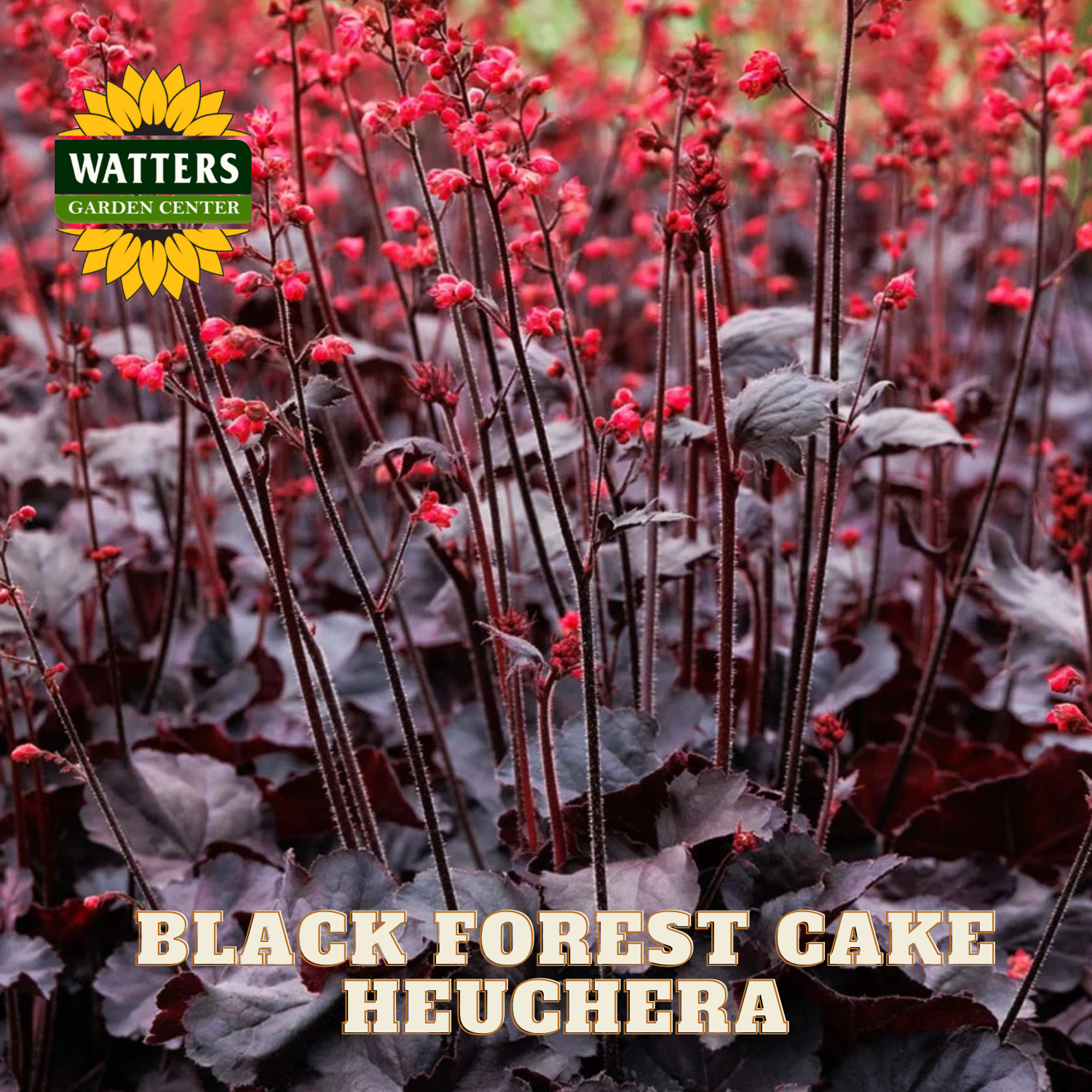 Black Forest Cake Heuchera with Watters Garden Center logo