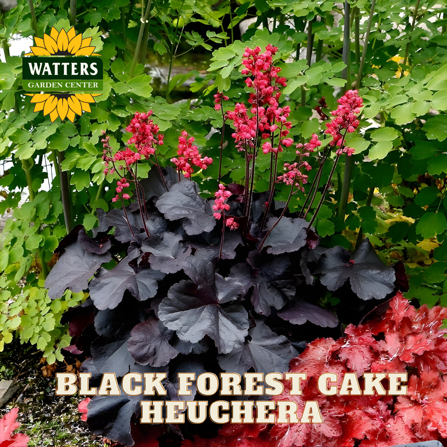 Black Forest Cake Heuchera plant with pink flowers and green leaves, Watters Garden Center logo visible.