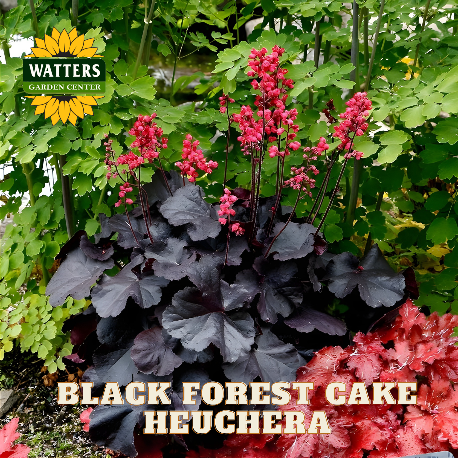 Black Forest Cake Heuchera plant with pink flowers and green leaves, Watters Garden Center logo visible.