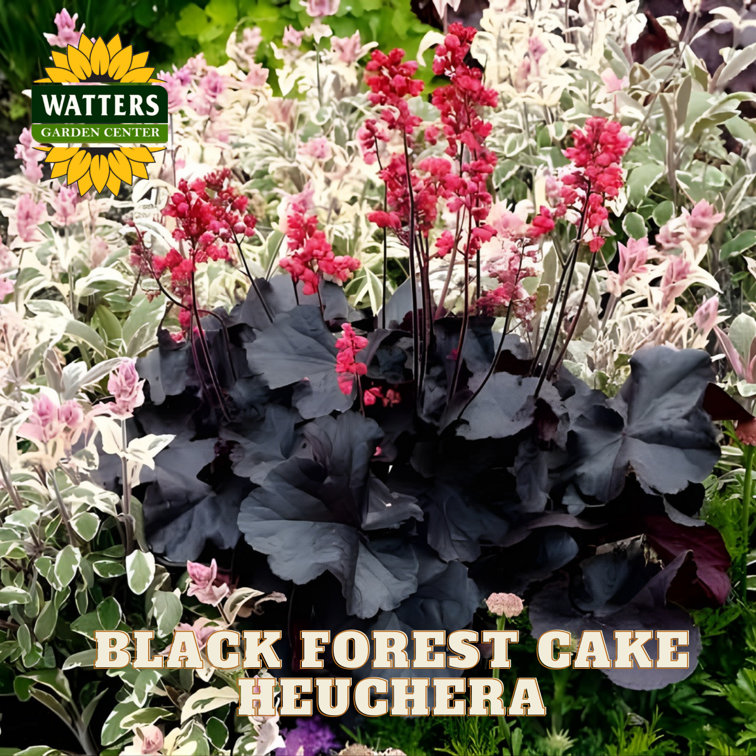 Black forest cake heuchera plant with pink flowers and green foliage, branded with Watters Garden Center.