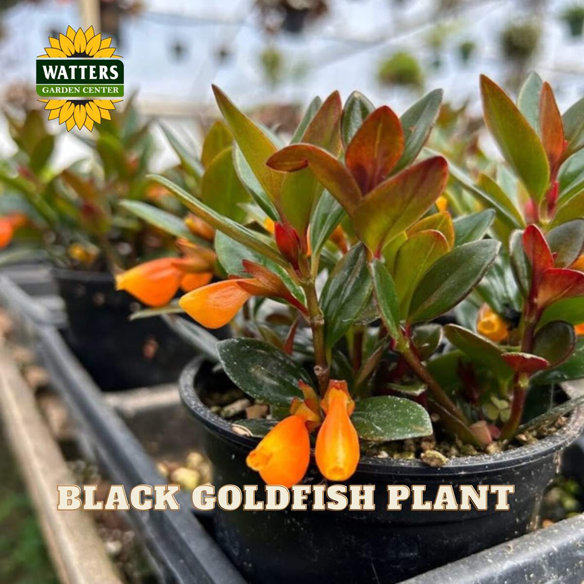 Black Goldfish plant in a black plastic nursery pot, featuring bright orange tubular flowers and green to reddish-brown leaves, shown in a greenhouse setting with other pots in the background. A 'Watters Gardens Center' logo is visible in the top left, and 'BLACK GOLDFISH PLANT' text is at the bottom.