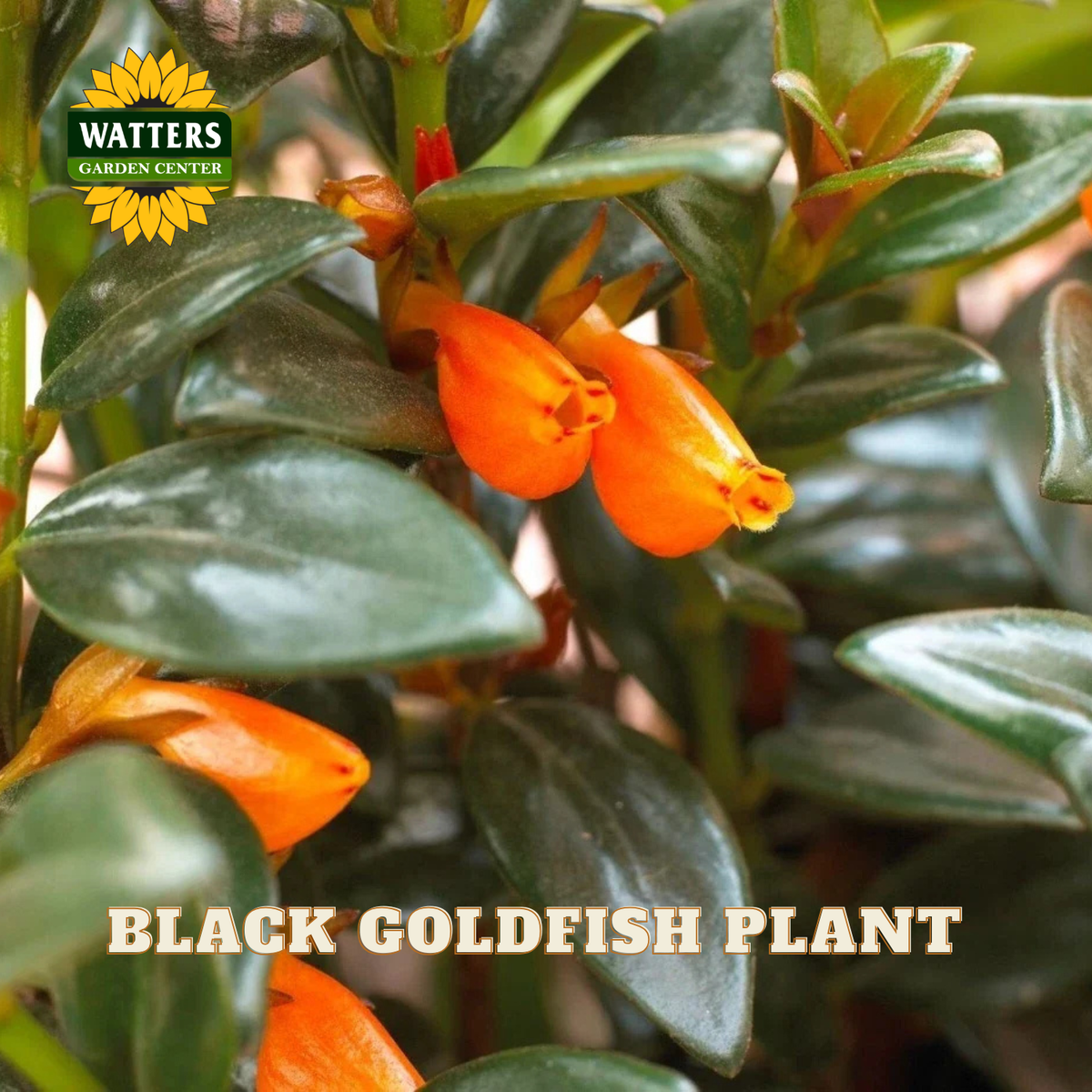 Close-up of a Black Goldfish plant with bright orange tubular flowers and glossy dark green leaves. A Watters Gardens Center logo appears in the top left, and the text 'BLACK GOLDFISH PLANT' is shown at the bottom.