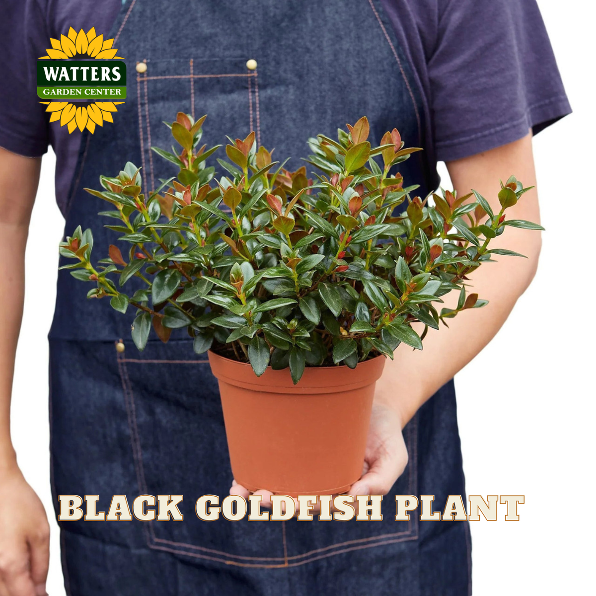A person wearing a dark denim apron holds a potted black goldfish plant. The plant features glossy green leaves with reddish-brown tips, in a classic terracotta-colored plastic pot.