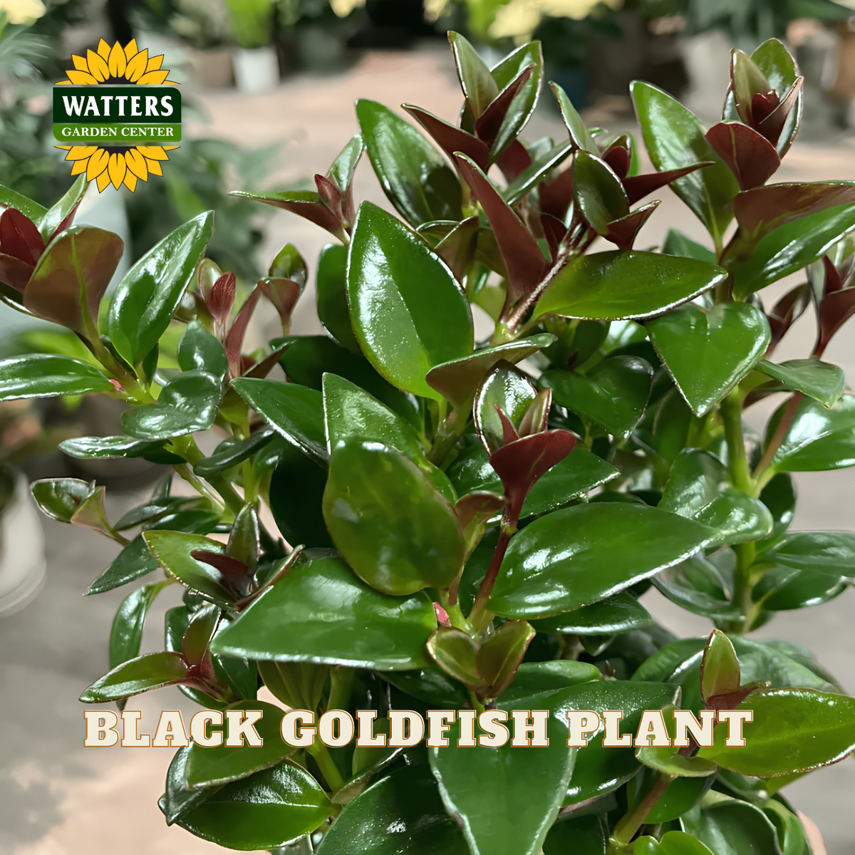 Close-up of a Black Goldfish plant with glossy green leaves and reddish-brown new growth, with a Watters Gardens Center logo and the text 'BLACK GOLDFISH PLANT' overlaid on the image.