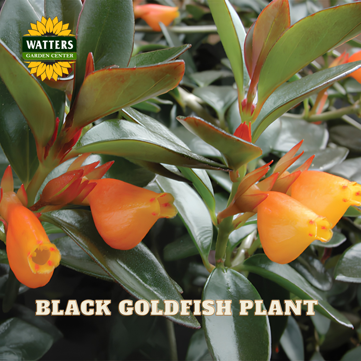 Black Goldfish plant with bright orange tubular flowers and glossy green leaves, shown close up with a Watters Gardens Center logo and the text 'BLACK GOLDFISH PLANT' at the bottom.