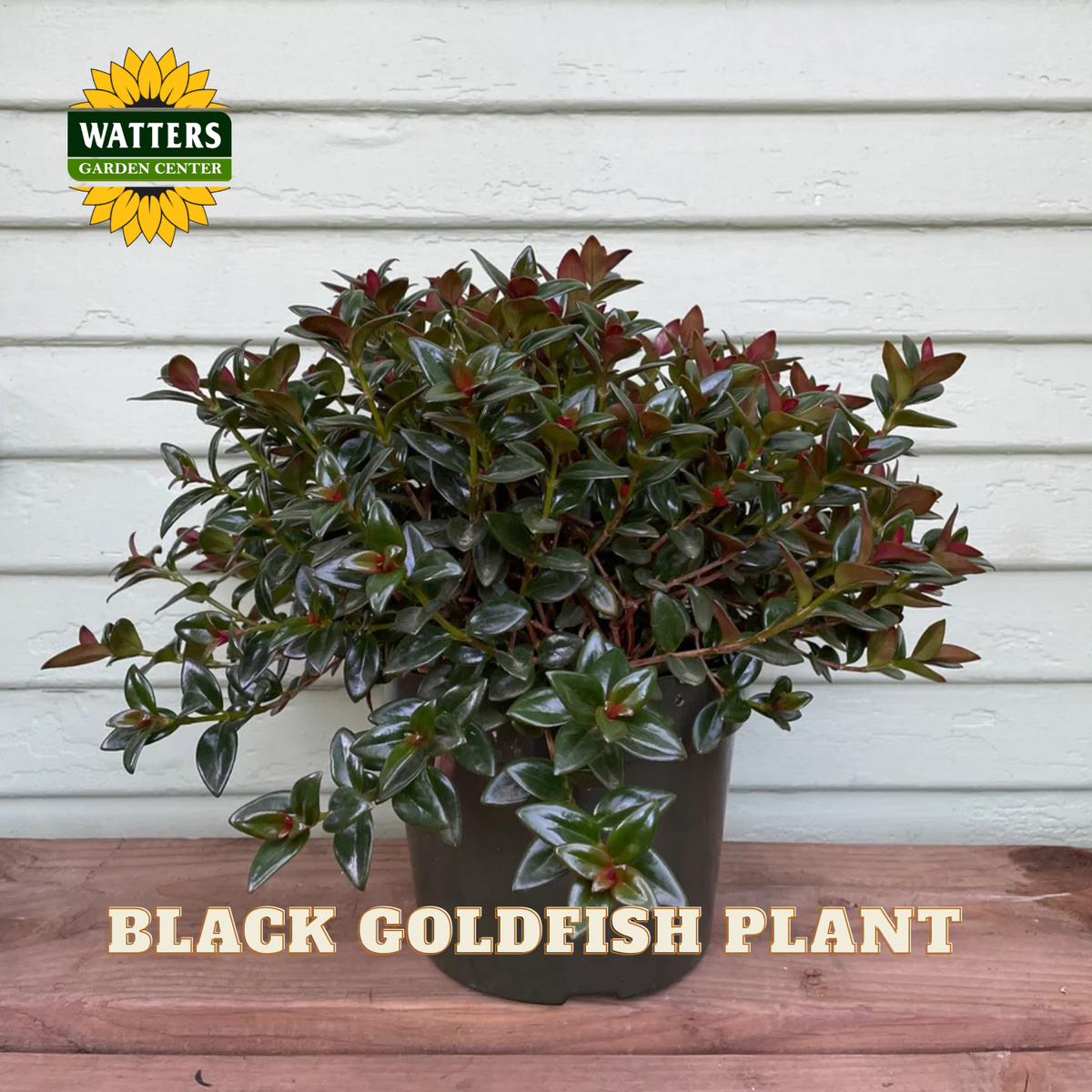 A potted Black Goldfish plant with glossy dark green and reddish-brown leaves, shown in a black nursery pot against a white wood-paneled wall. The Watters Gardens Center logo is in the top-left corner, and 'BLACK GOLDFISH PLANT' is written in beige text at the bottom.