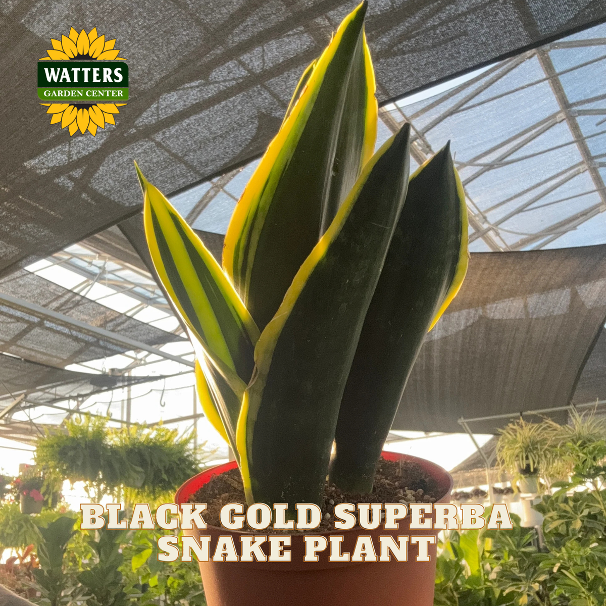 A potted Black Gold Superba Snake Plant in a terracotta pot, photographed inside a greenhouse with shade cloth overhead. The plant features upright, sword-like leaves with dark green centers and bright yellow edges.