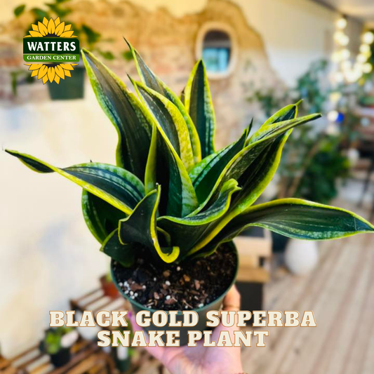 A potted Black Gold Superba Snake Plant held up by a hand, with a Watters Gardens Center logo in the top-left corner and text overlay at the bottom.