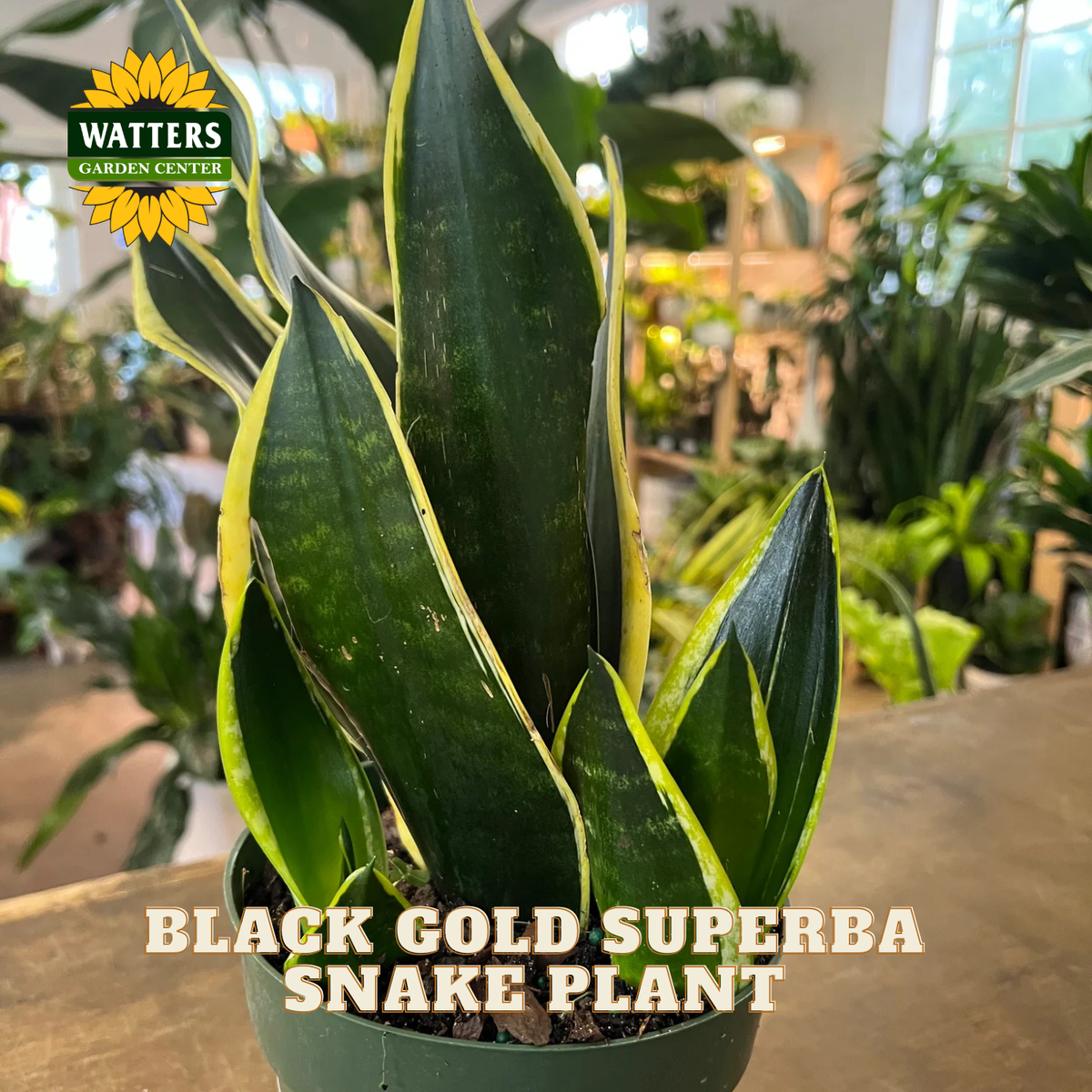 A potted Black Gold Superba Snake Plant in a green plastic pot, photographed in a greenhouse or nursery setting with other plants blurred in the background. Text overlays read 'WATTERS GARDEN CENTER' and 'BLACK GOLD SUPERBA SNAKE PLANT'.