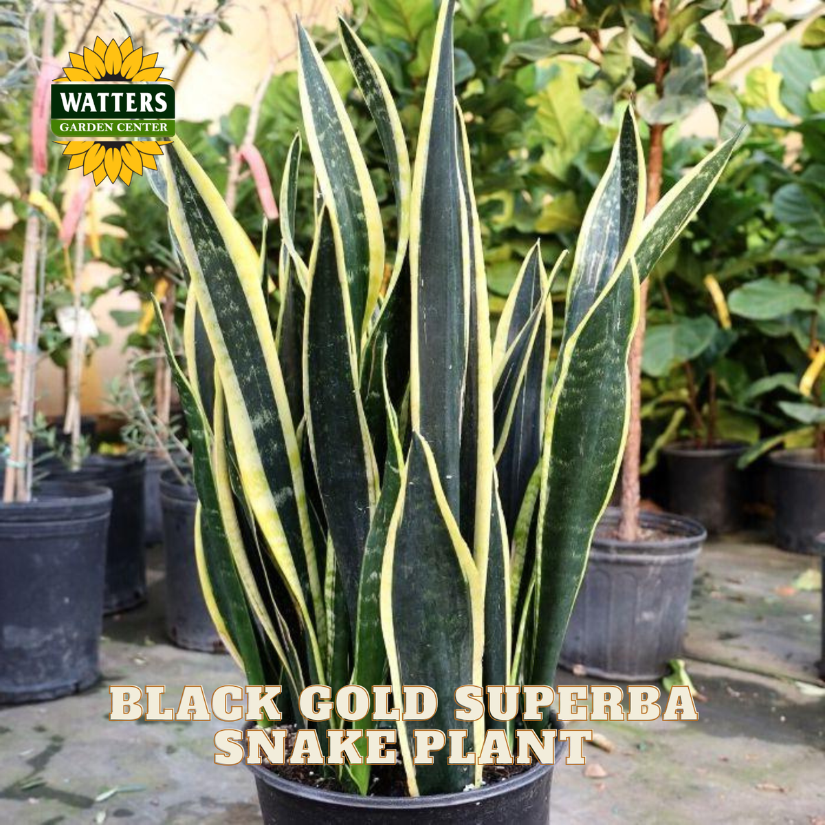A potted Snake Plant, also known as Sansevieria, with variegated dark green and yellow leaves, labeled 'BLACK GOLD SUPERBA SNAKEPLANT' with a 'WATTERS GARDEN CENTRE' logo in the top left corner.