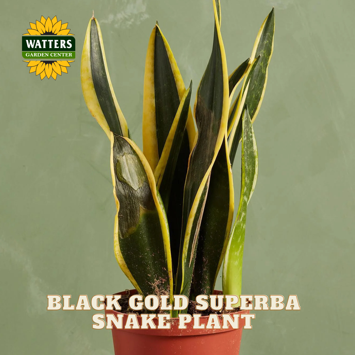 A potted Snake Plant, variety Black Gold Superba, with variegated green and yellow leaves, in a terracotta pot against a textured sage green background. The Watters Gardens Center logo is visible in the top left, and text at the bottom reads 'BLACK GOLD SUPERBA SNAKE-PLANT'.