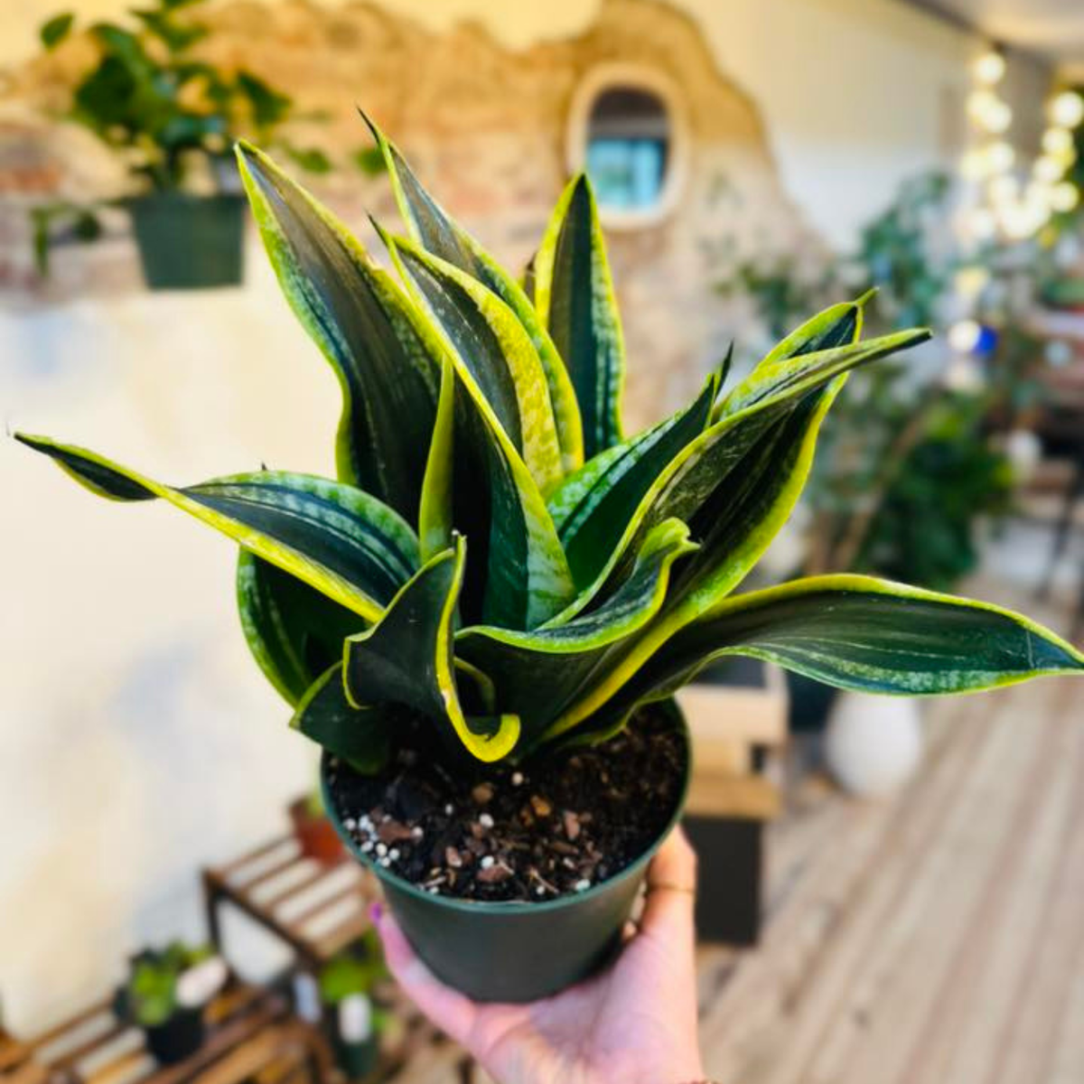 A potted snake plant with upright, sword-like green leaves featuring bright yellow edges, held in a hand against a softly blurred indoor background with warm lighting and other plants.