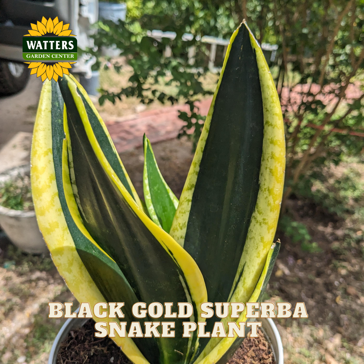 A potted Snake Plant, also known as Black Gold Superba, with upright, sword-like leaves featuring dark green centers and bright yellow edges, shown outdoors with a Watters Gardens Center logo and 'BLACK GOLD SUPERBA SNAKE PLANT' text overlay.