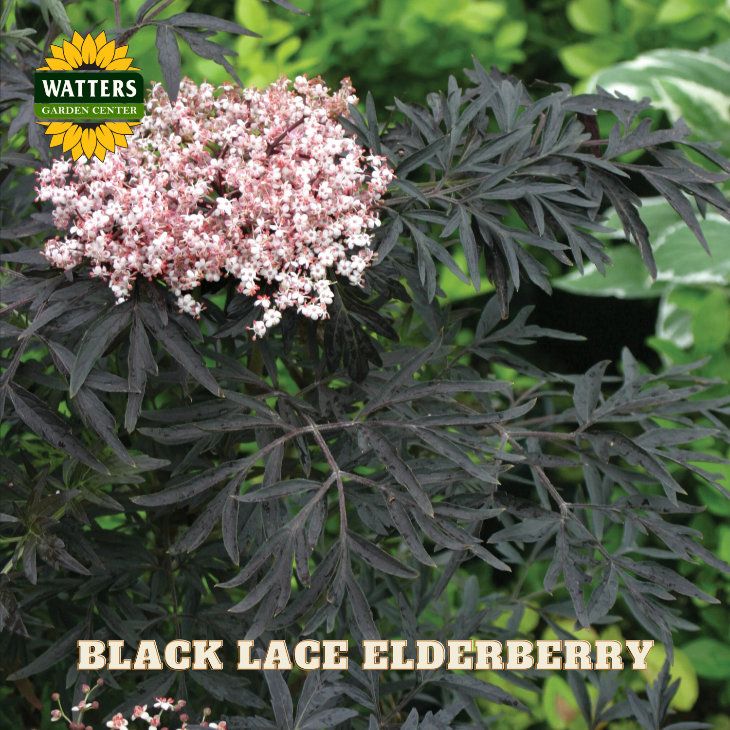 Black lace elderberry plant with pink flowers and dark green leaves, branded with Watters Garden Center.